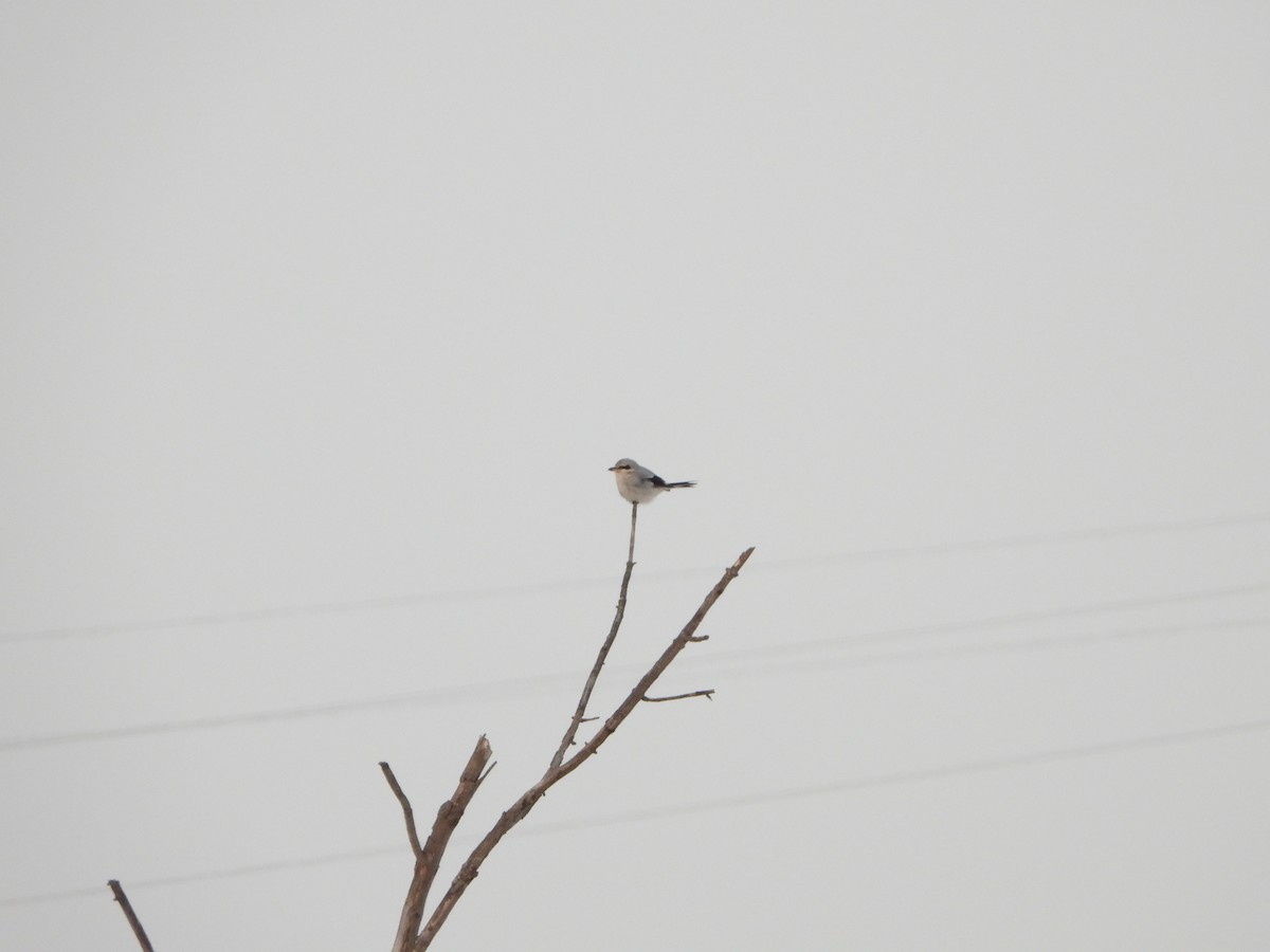 ťuhýk severní - ML629567489