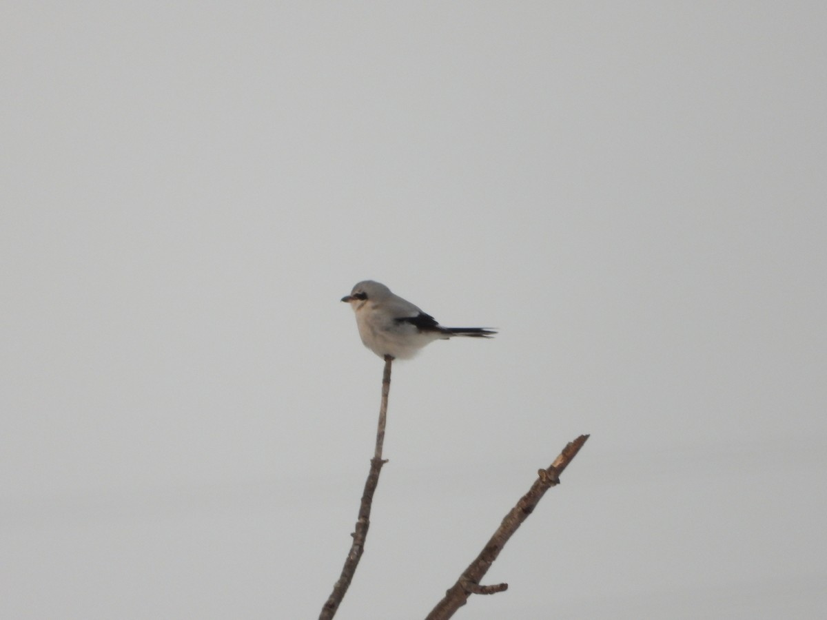 ťuhýk severní - ML629567490