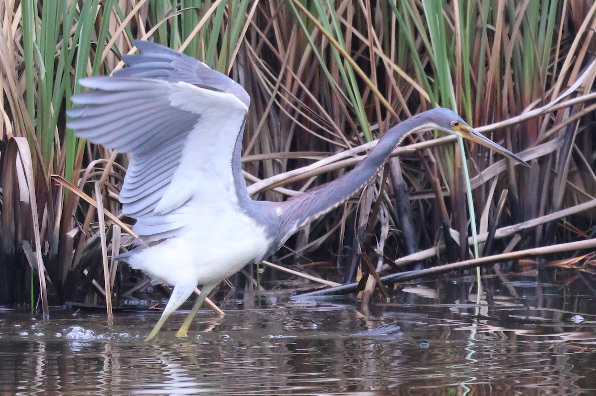 Tricolored Heron - ML629567549