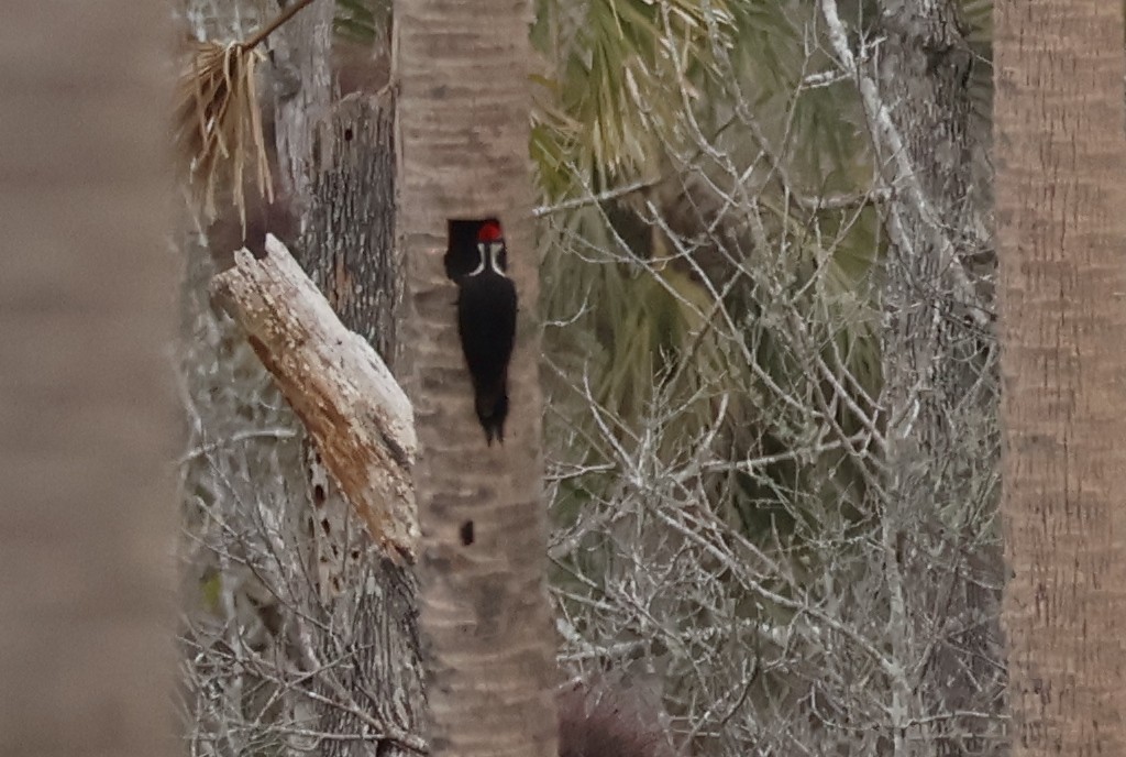 Pileated Woodpecker - ML629567582