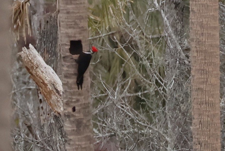 Pileated Woodpecker - ML629567584