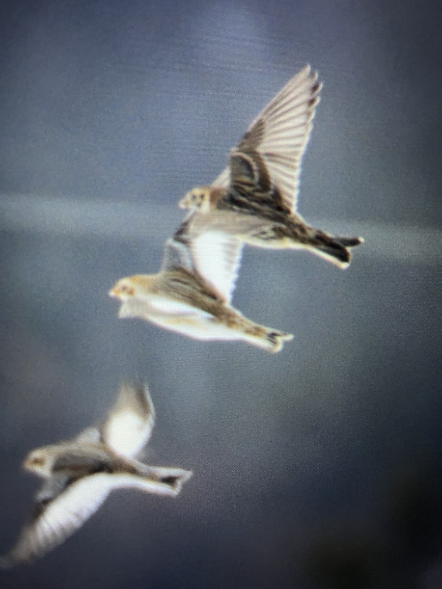 Lapland Longspur - ML629567828