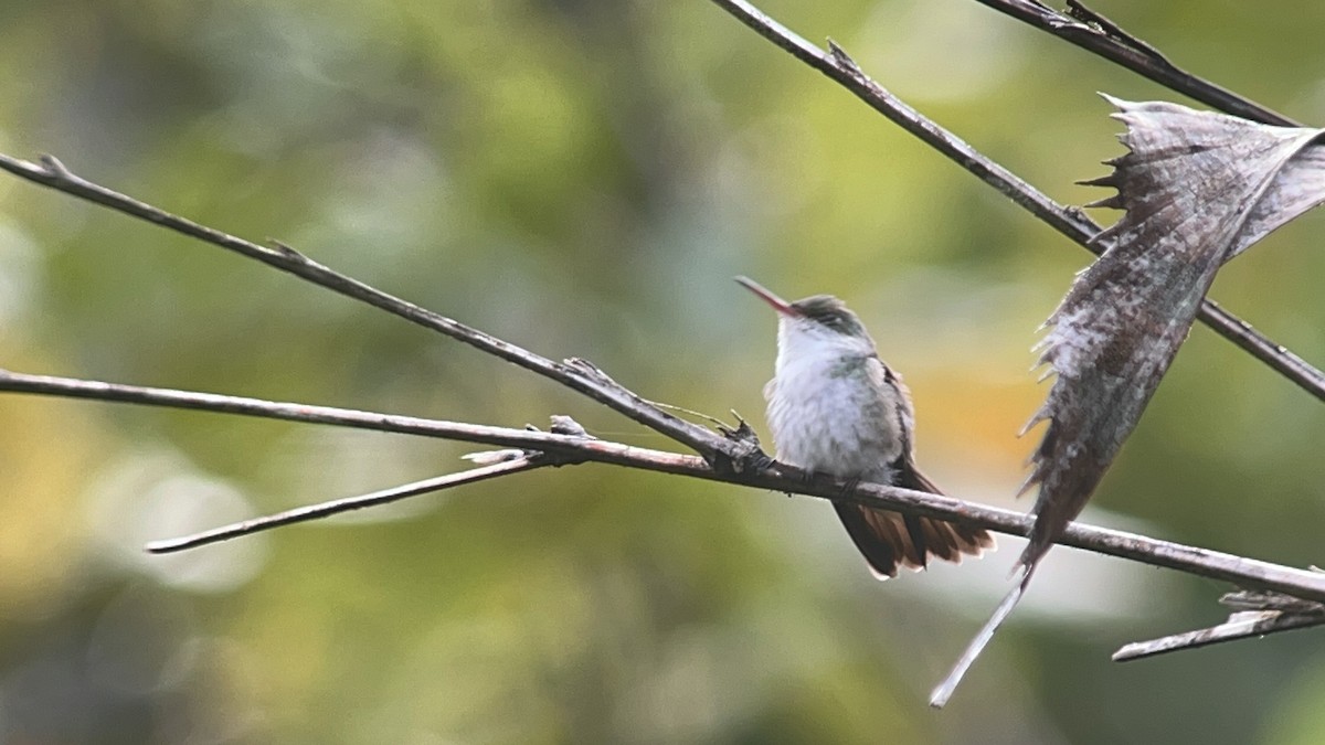 White-bellied Emerald - ML629568115
