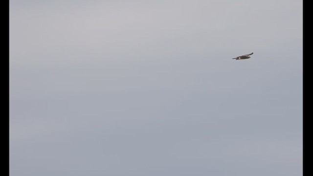 Roadside Hawk - ML629568119