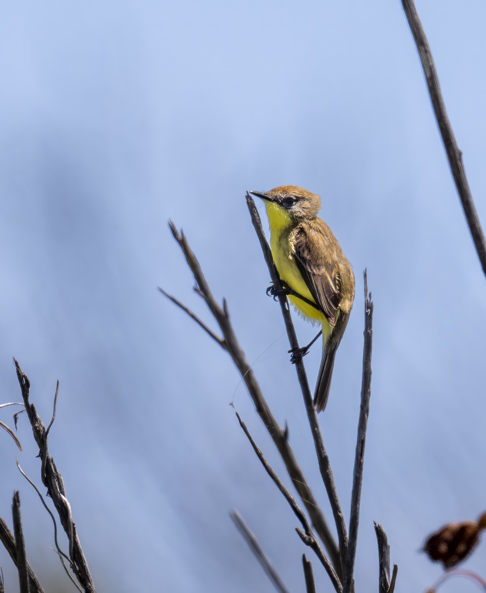 Ticking Doradito - ML629568485