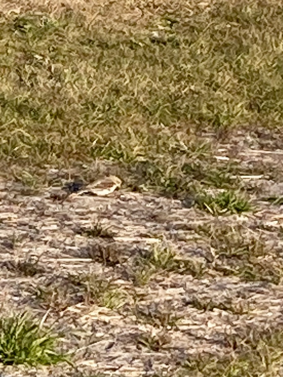 Snow Bunting - ML629568596