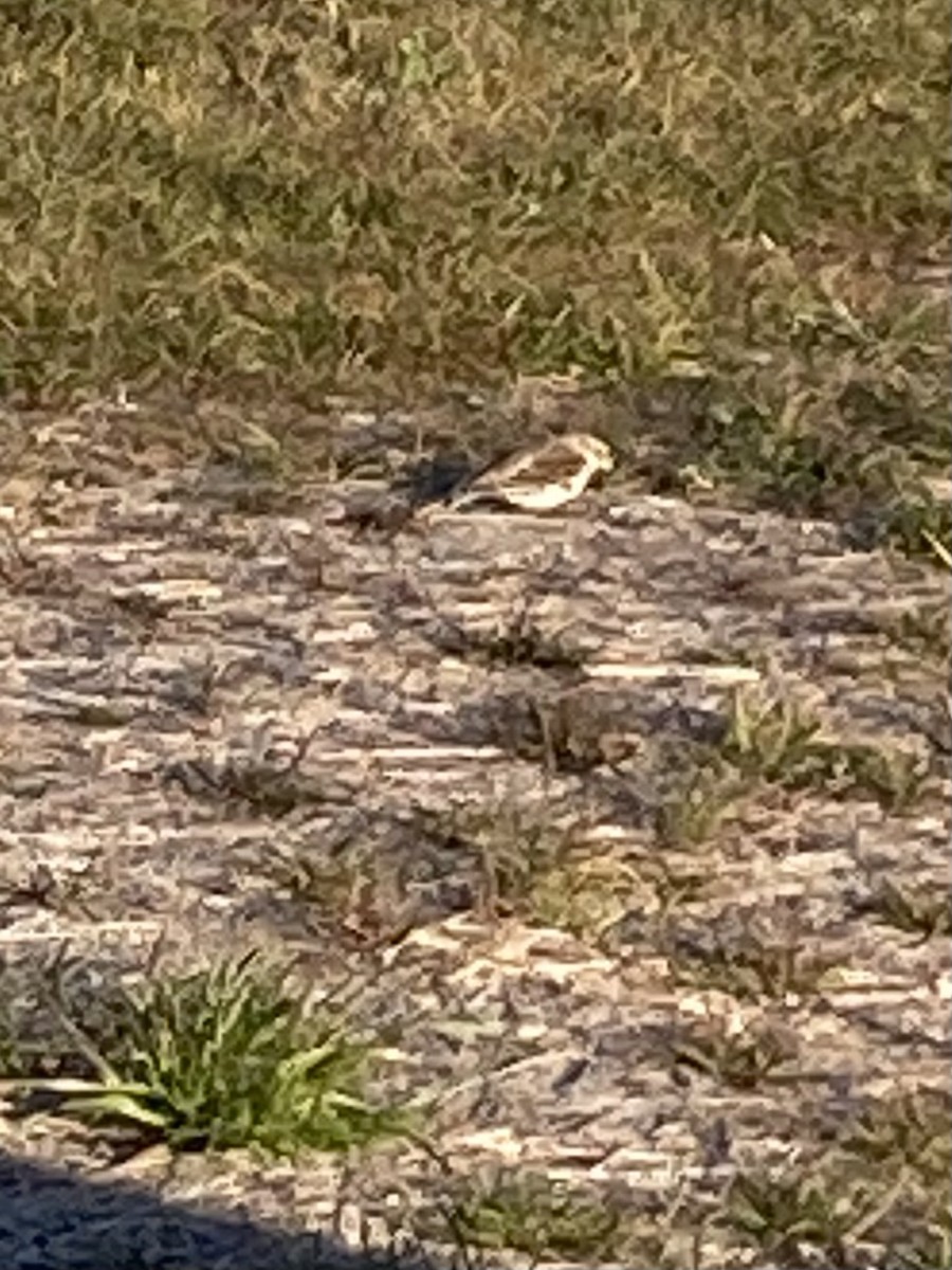 Snow Bunting - ML629568597