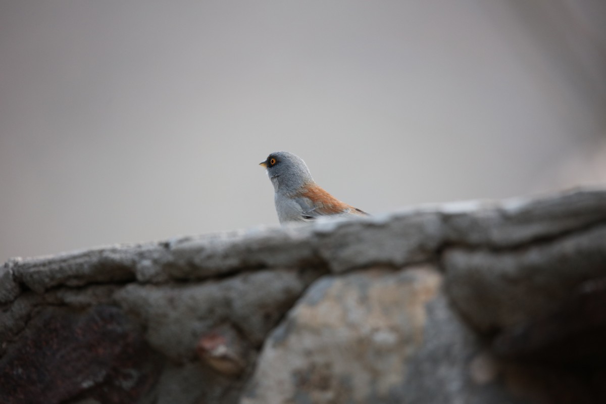 Yellow-eyed Junco - ML629568837