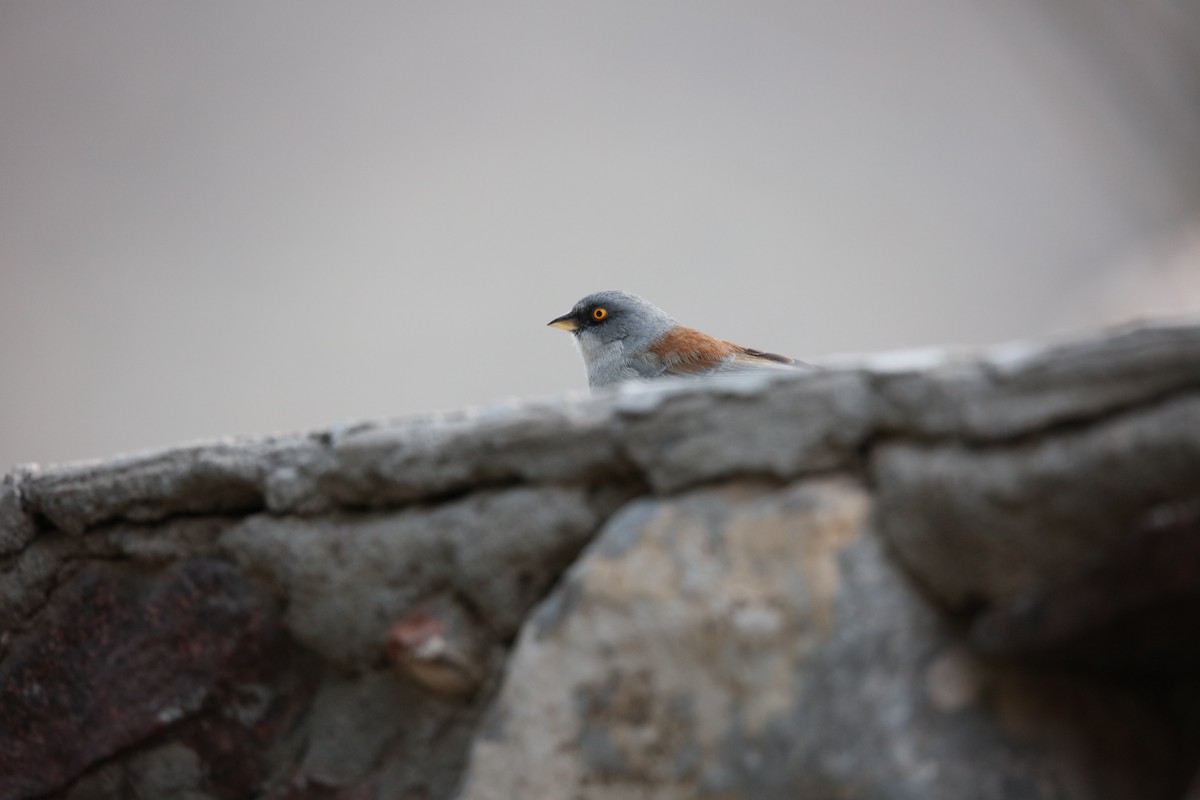 Yellow-eyed Junco - ML629568838