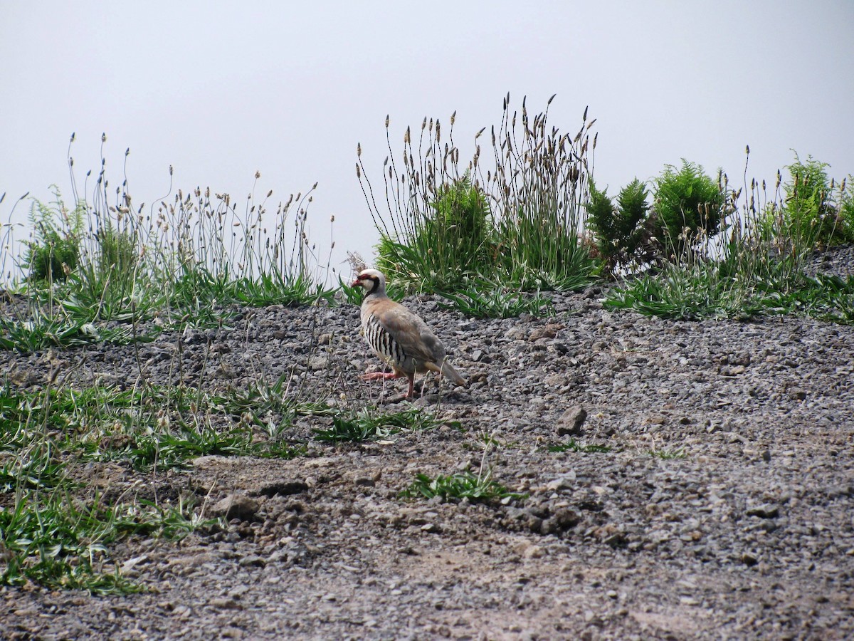 Chukarhuhn - ML629568858