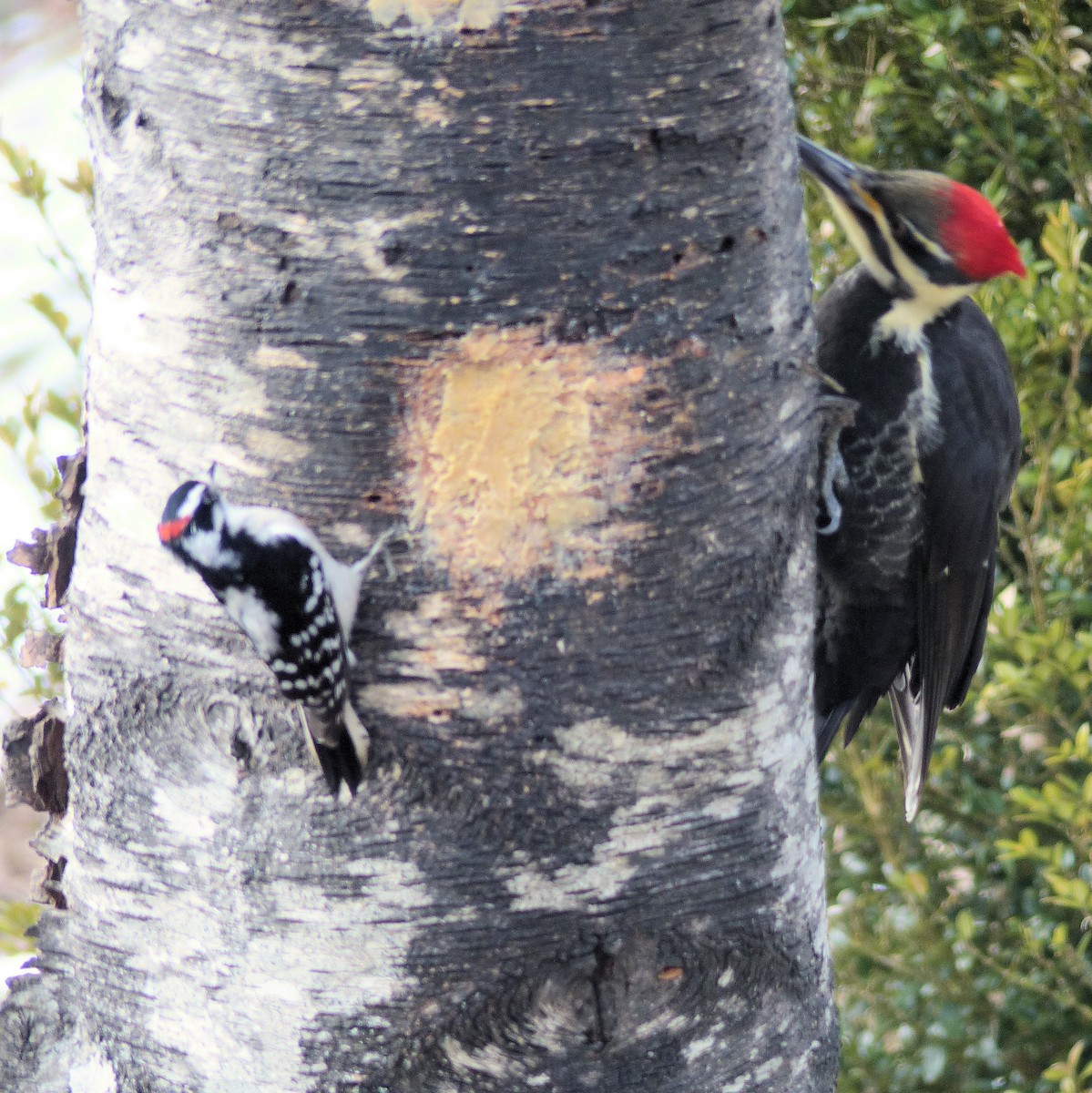 Pileated Woodpecker - ML629568868