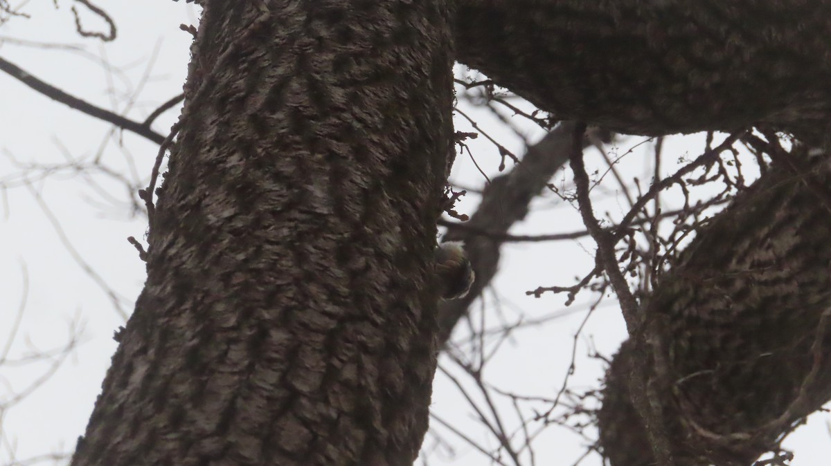 Brown Creeper - ML629568873
