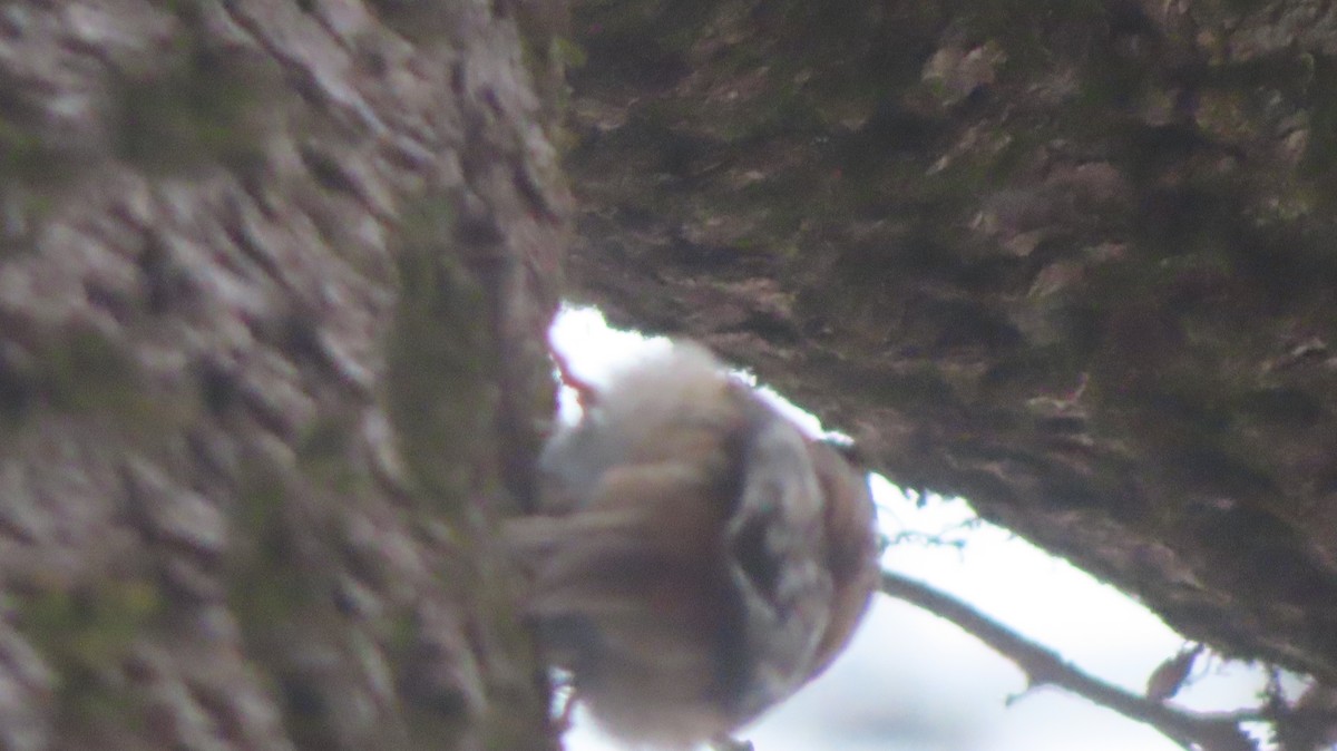 Brown Creeper - ML629568885