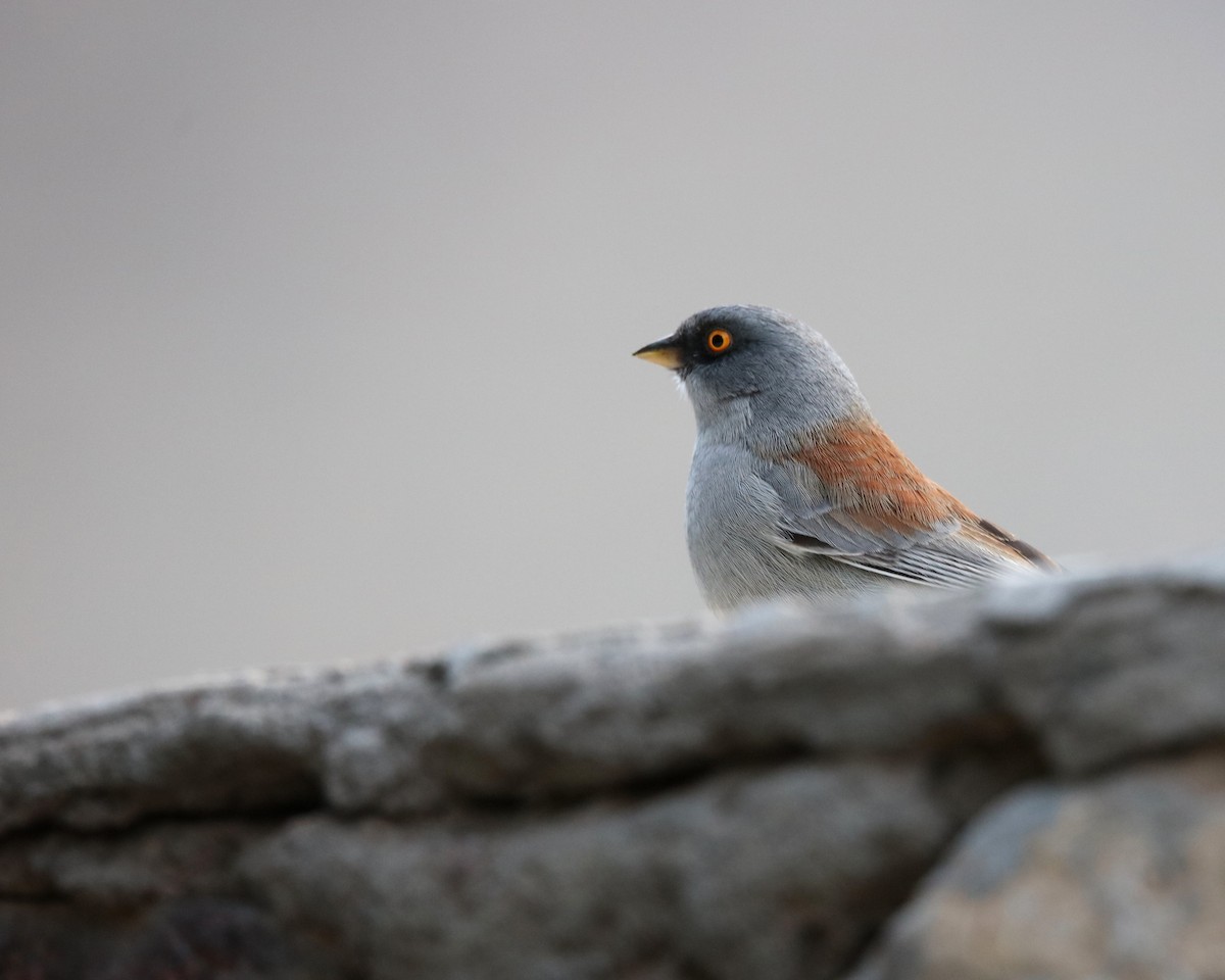 Yellow-eyed Junco - ML629568891