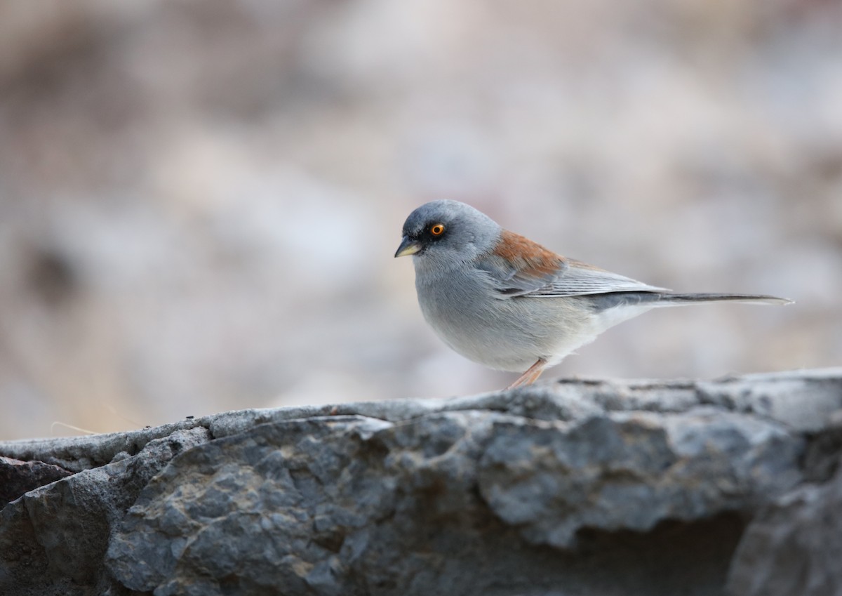 Yellow-eyed Junco - ML629568892