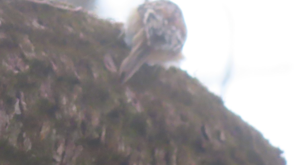 Brown Creeper - ML629568893