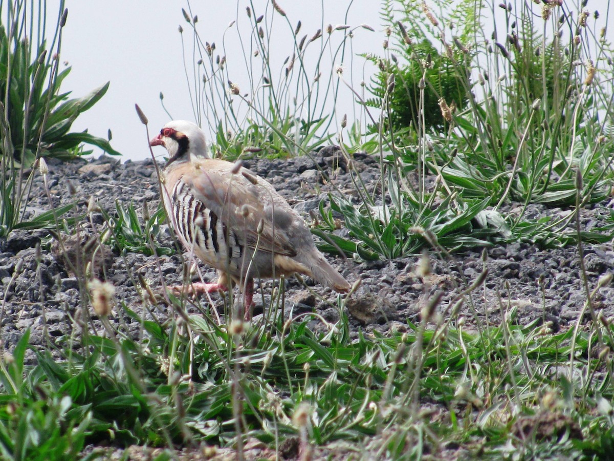 Chukarhuhn - ML629568903