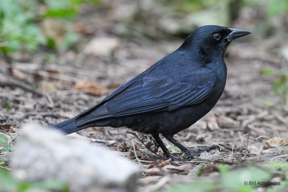 Cuban Blackbird - ML629568917