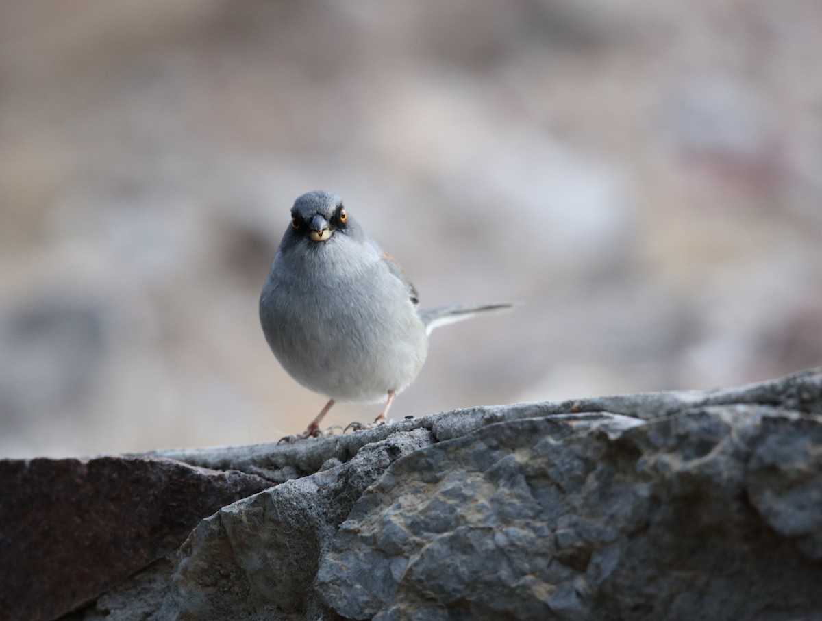 Yellow-eyed Junco - ML629568919