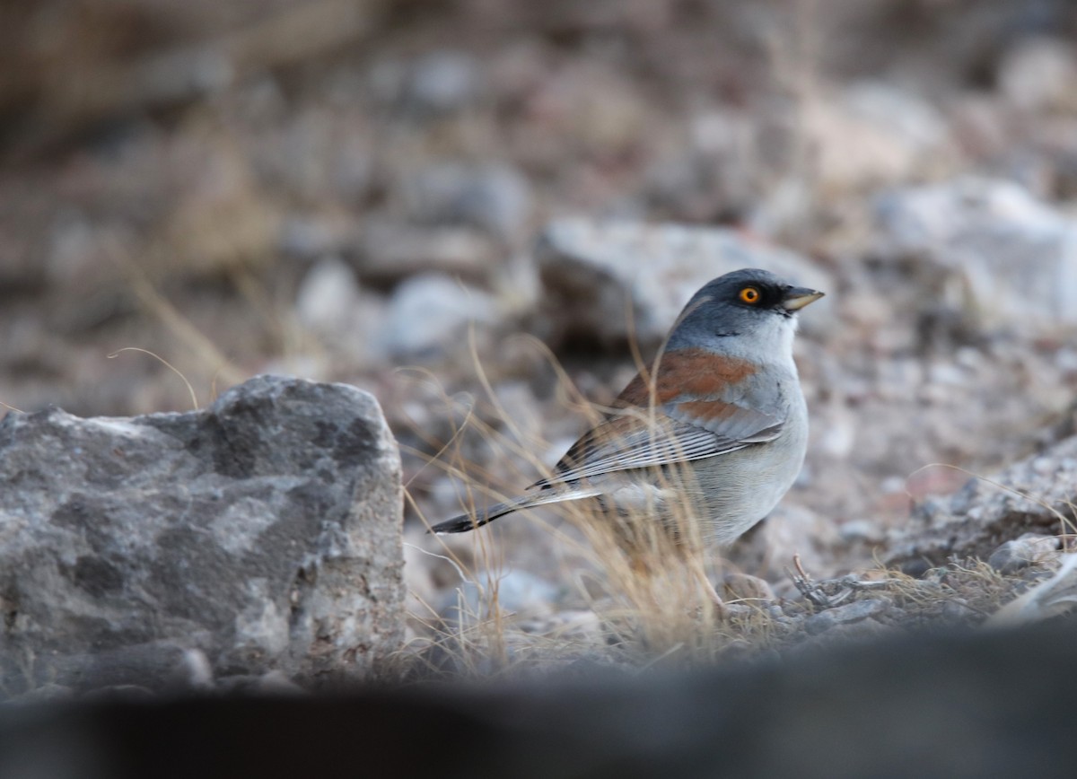 Yellow-eyed Junco - ML629568956