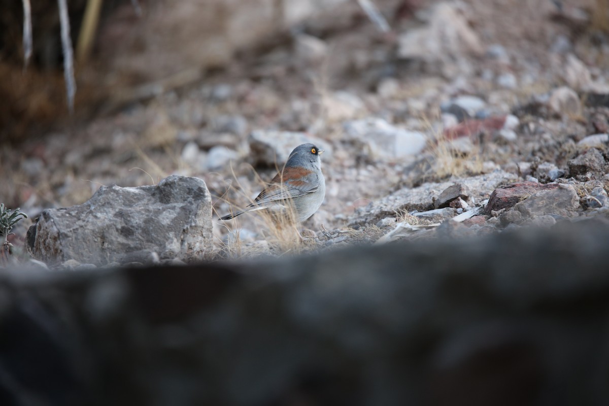 Yellow-eyed Junco - ML629568960
