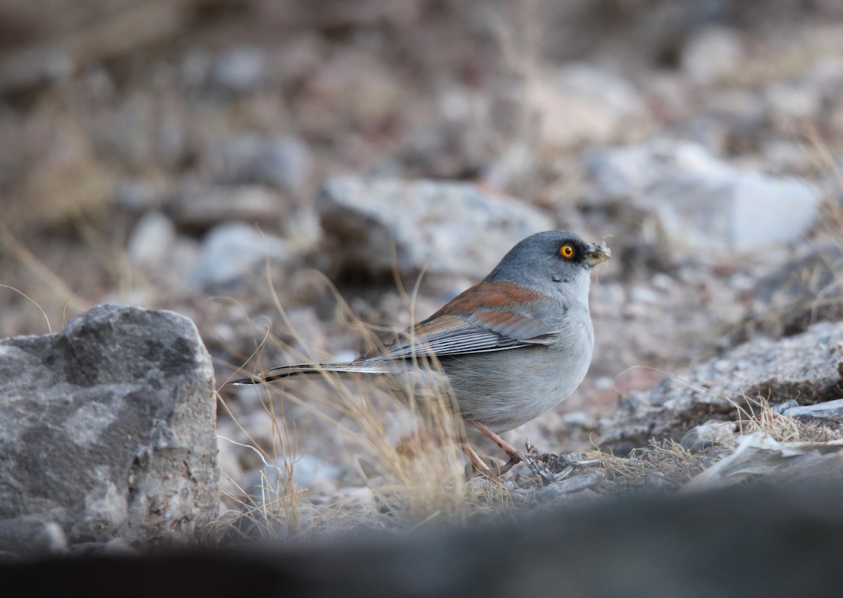 Yellow-eyed Junco - ML629568982