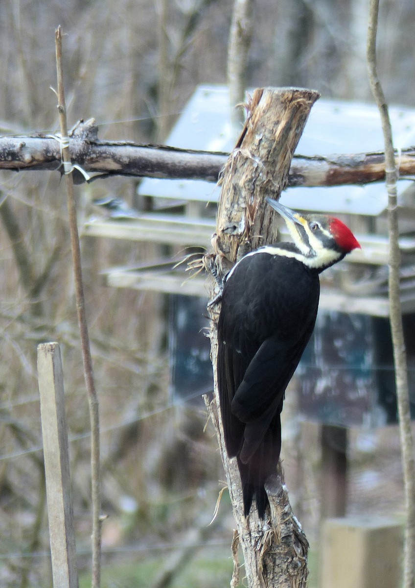 Pileated Woodpecker - ML629568983