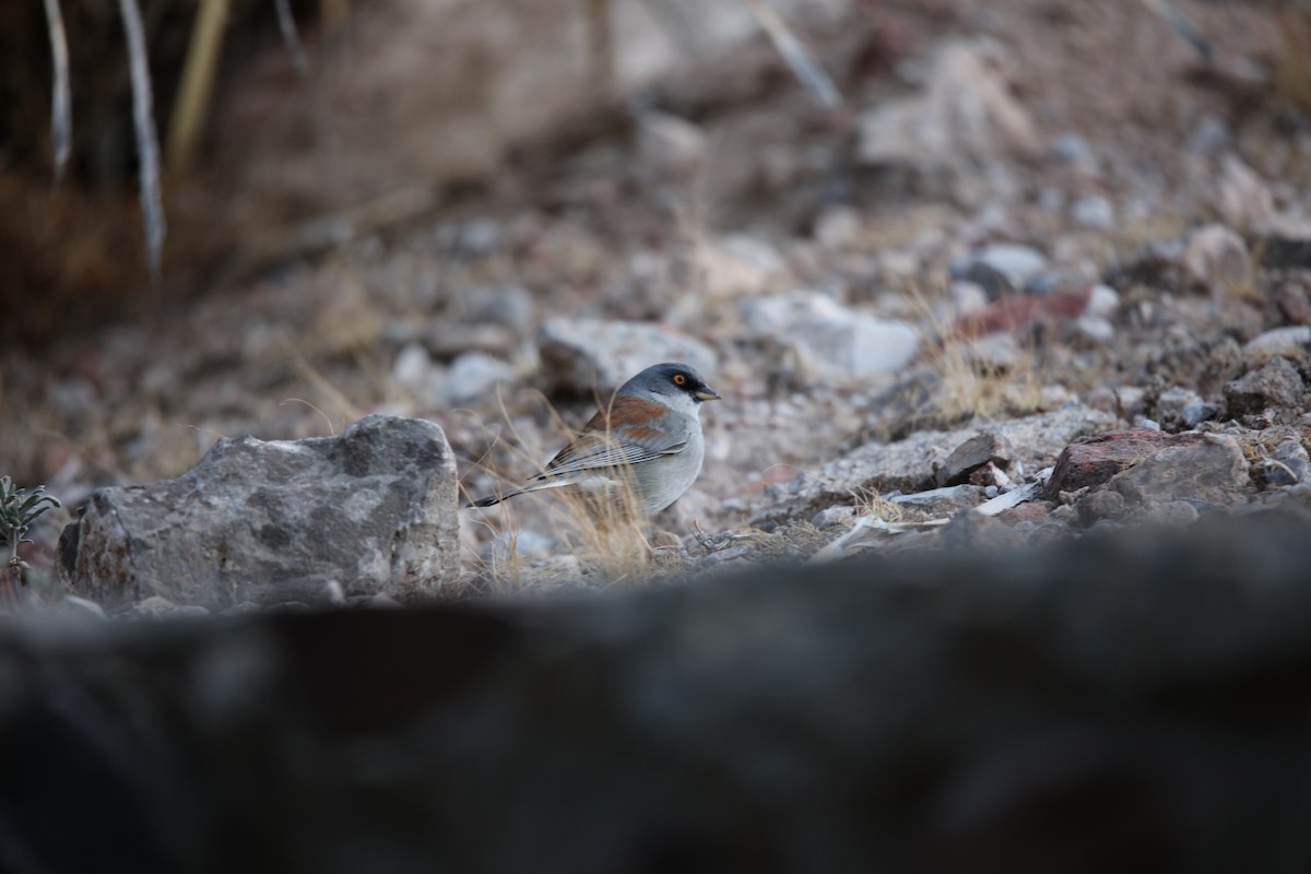 Yellow-eyed Junco - ML629568988