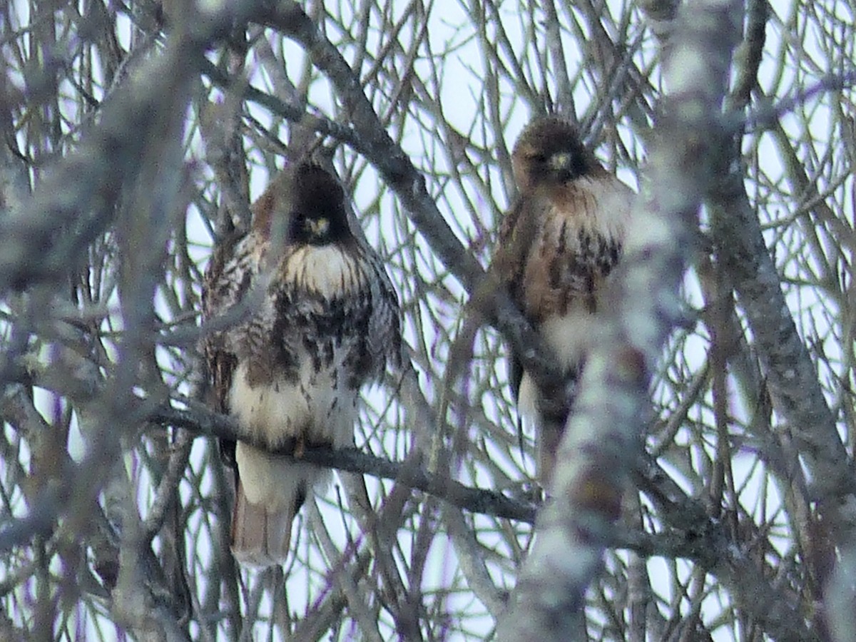 Red-tailed Hawk - ML629569204
