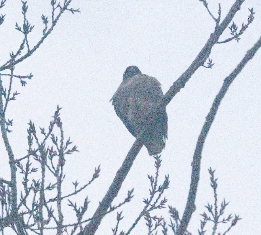 Red-tailed Hawk - ML629569385