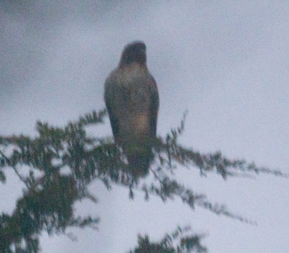 Red-tailed Hawk - ML629569386