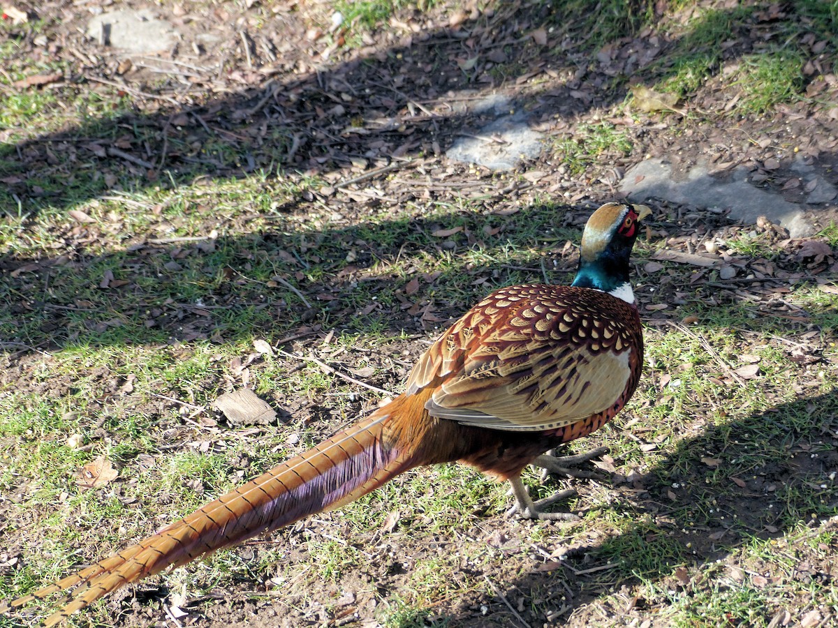 Ring-necked Pheasant - ML629569987