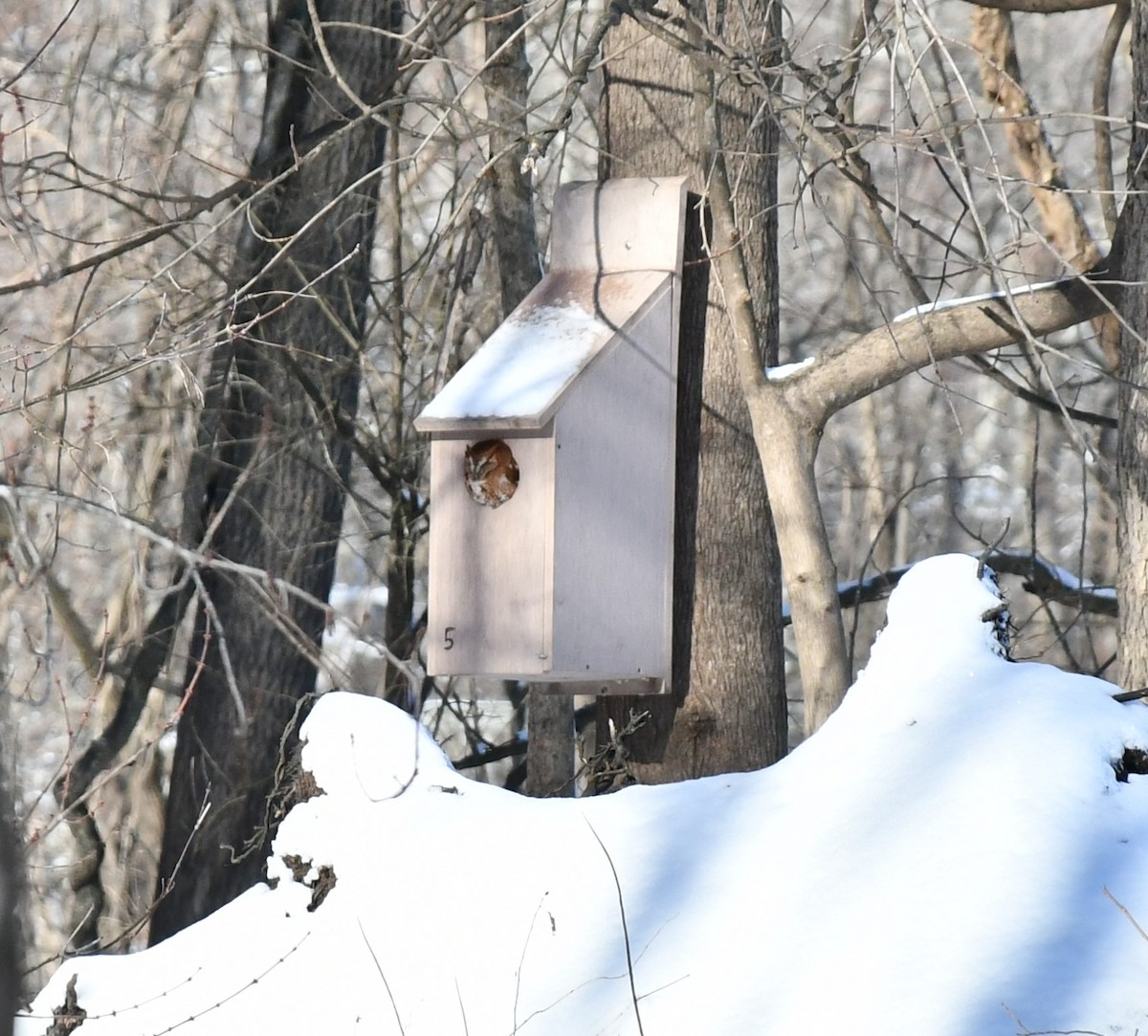 Eastern Screech-Owl - ML629570100