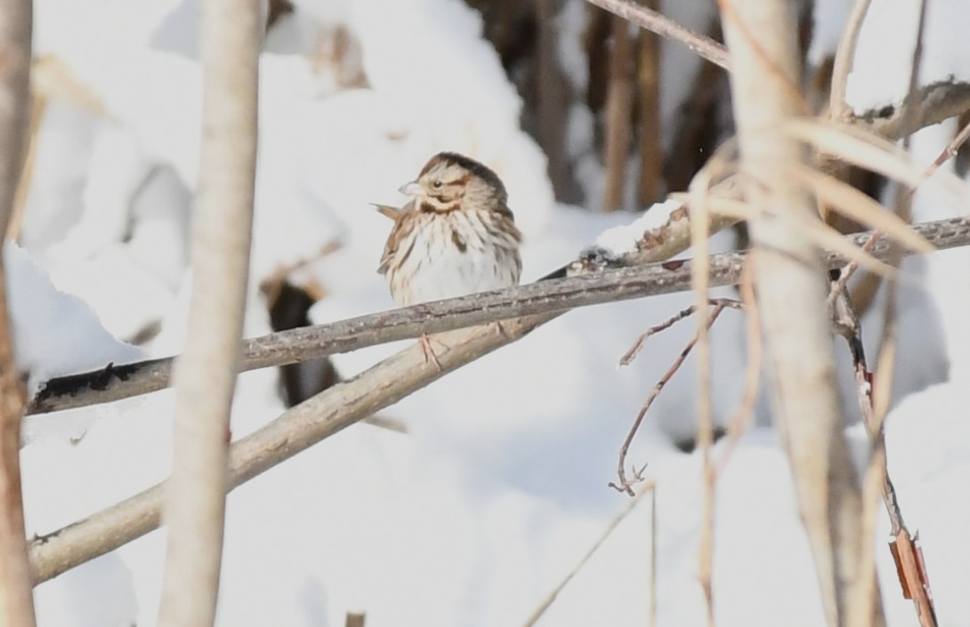 Song Sparrow - ML629570107