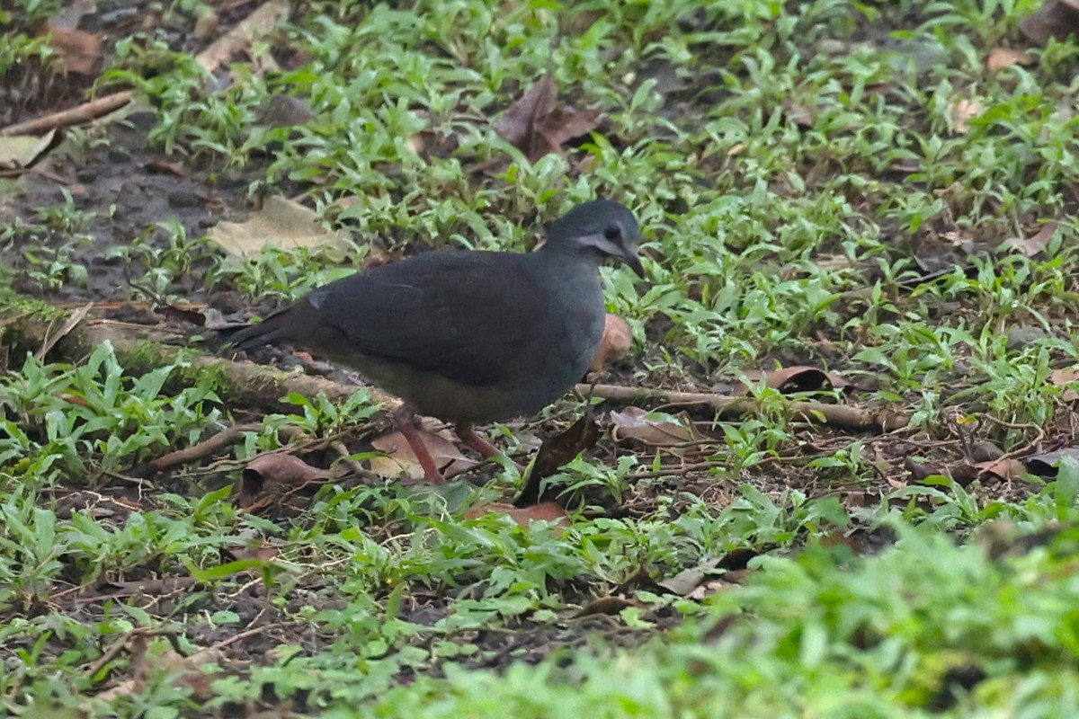 Purplish-backed Quail-Dove - ML629570121