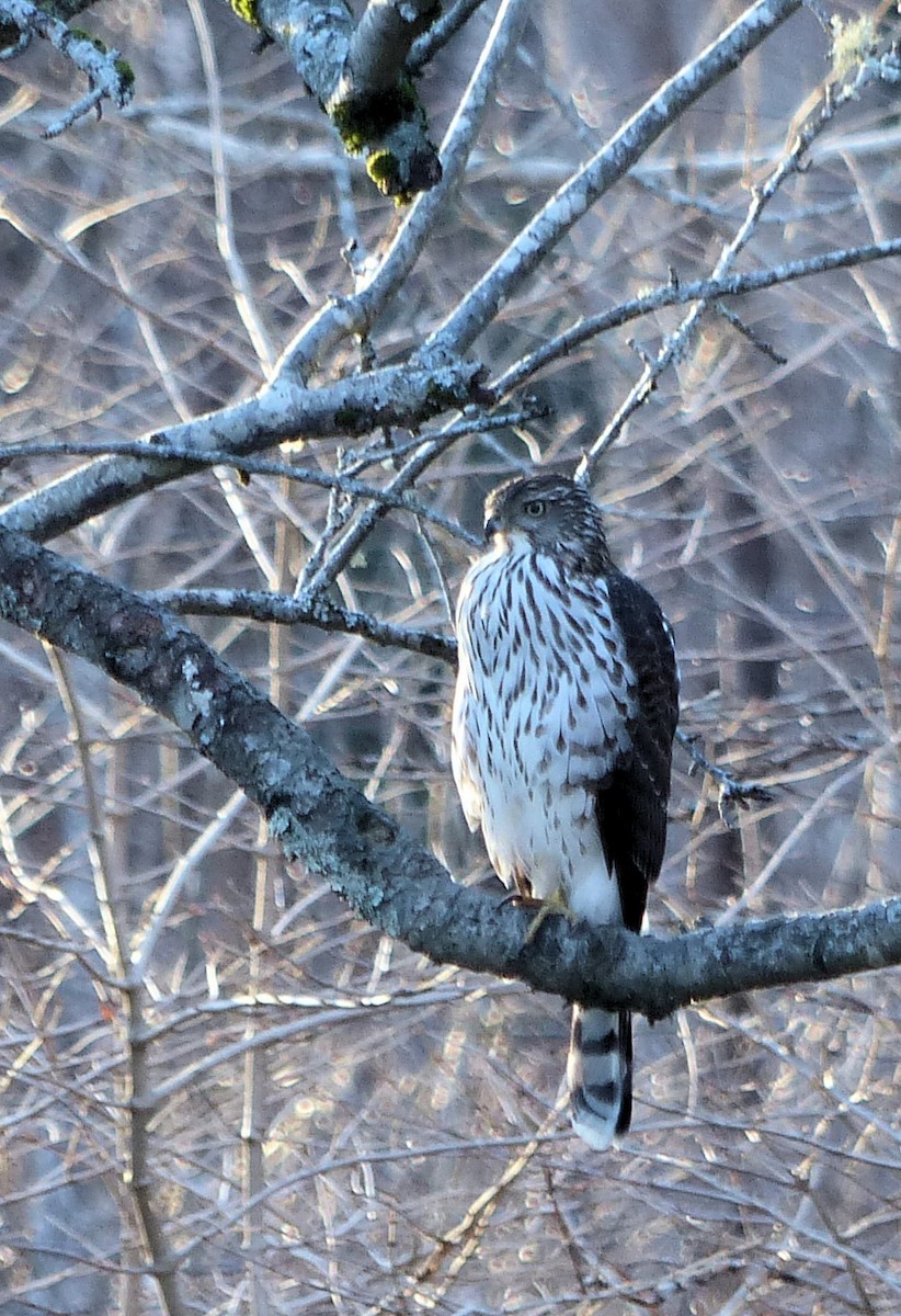 Cooper's Hawk - ML629570141