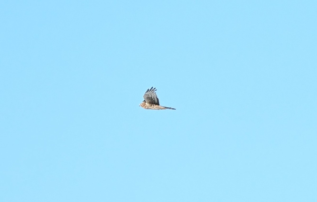 Northern Harrier - ML629570447