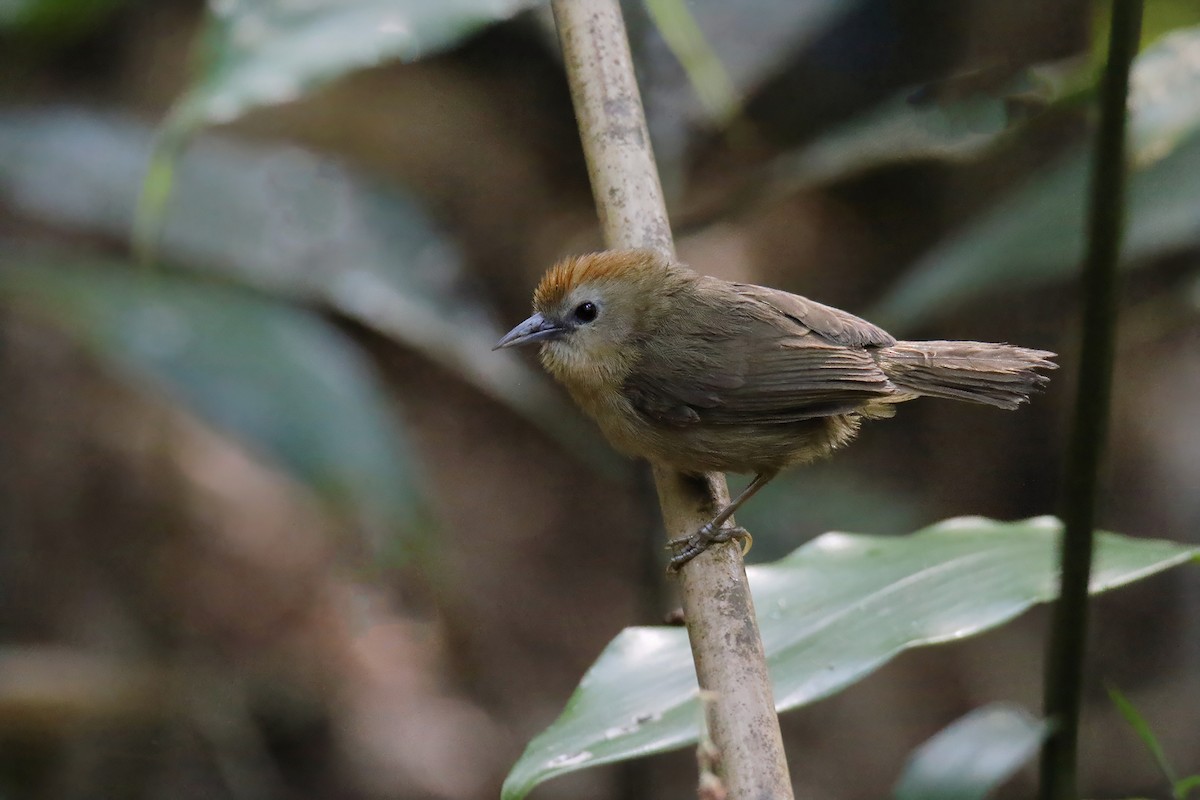 Rufous-fronted Babbler (Rufous-fronted) - ML629570564