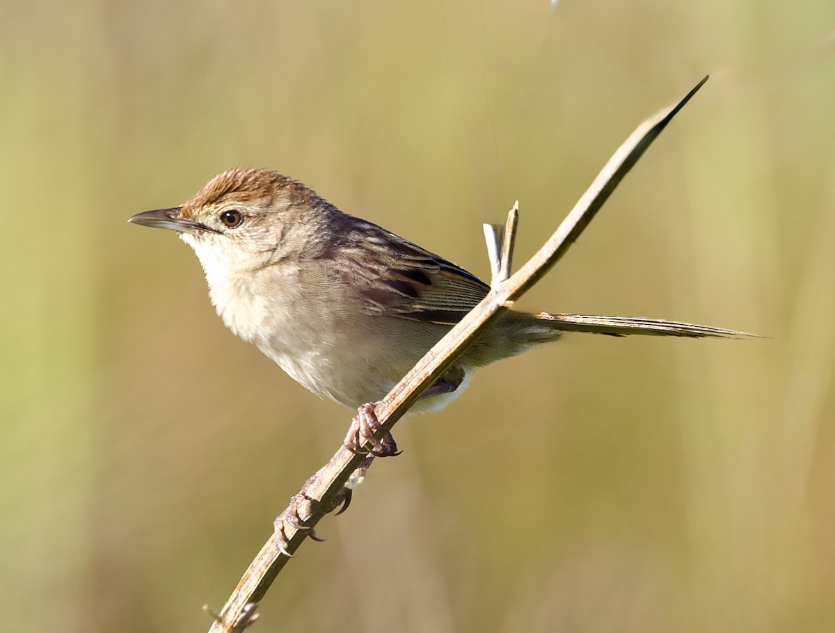 Tawny Grassbird - ML629570732