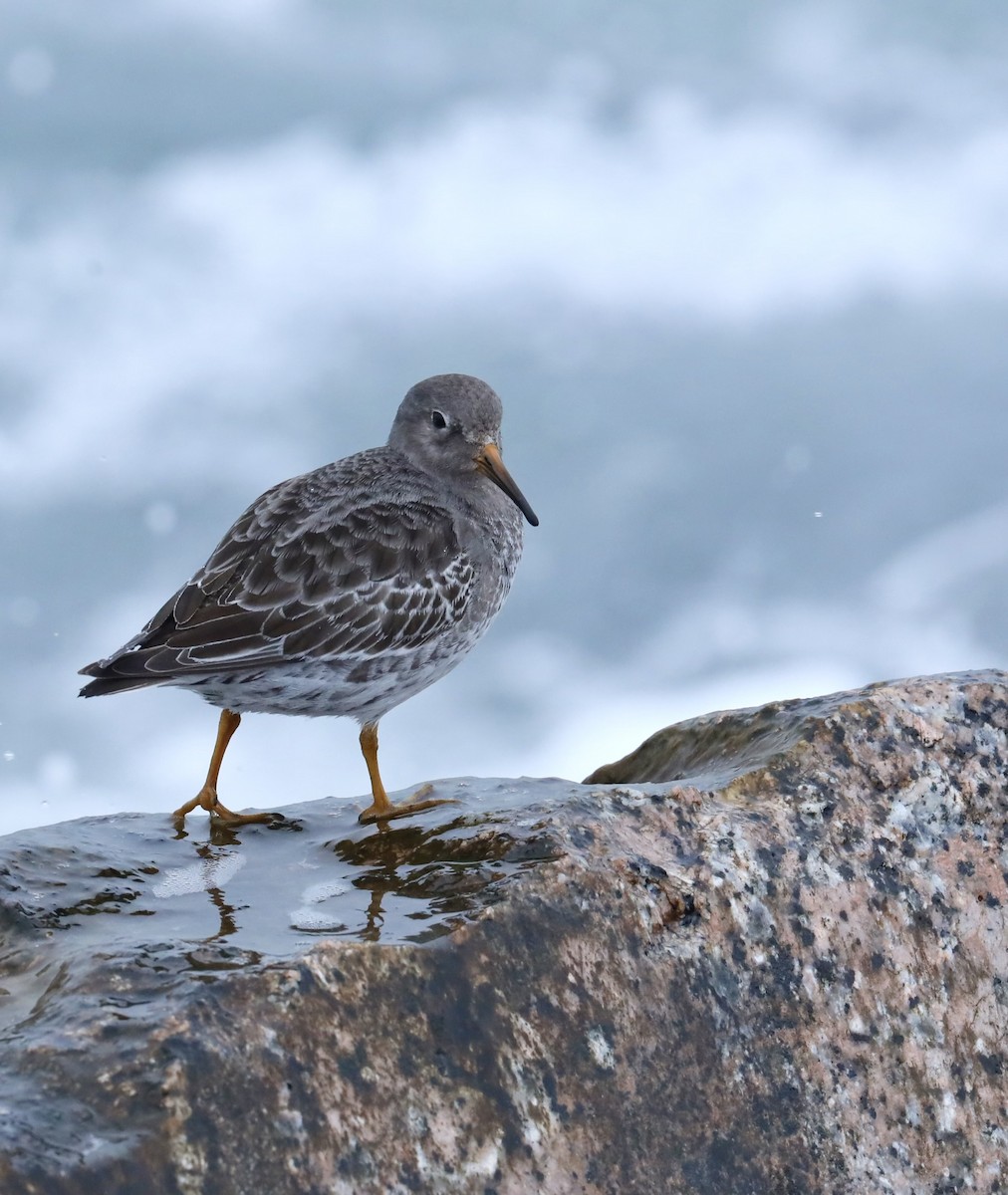 Purple Sandpiper - ML629570838