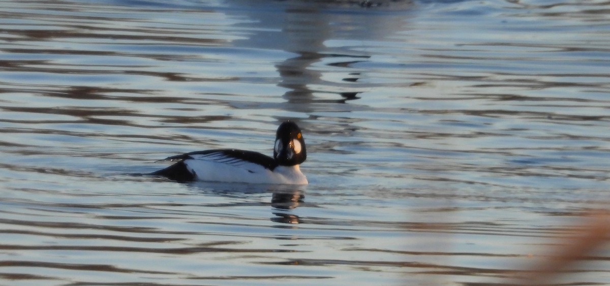 Common Goldeneye - ML629571029