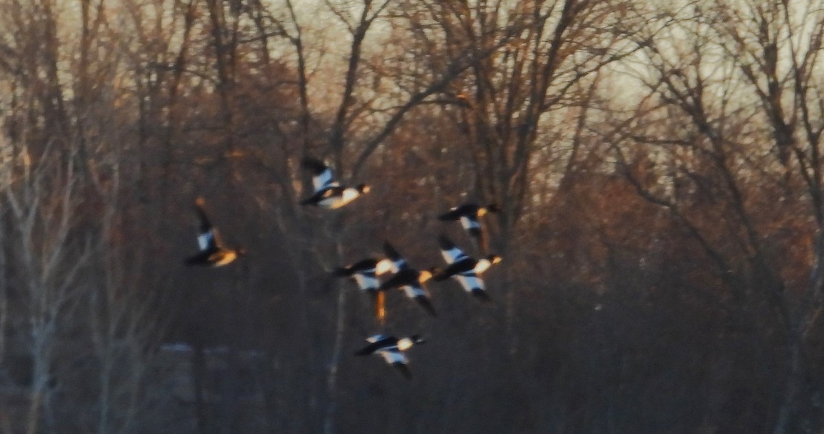 Common Goldeneye - ML629571038