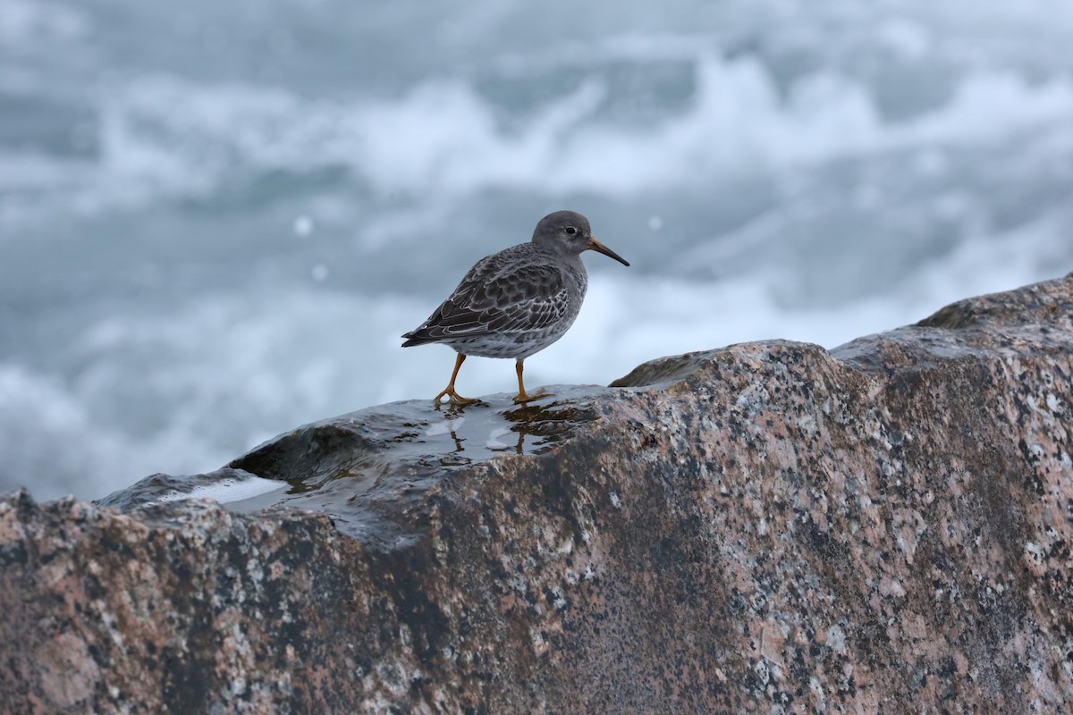 Purple Sandpiper - ML629571057