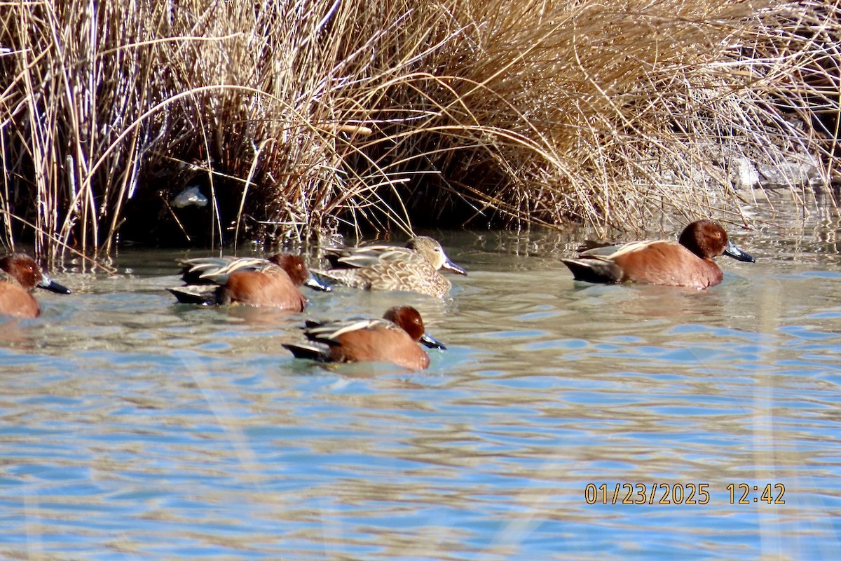 Cinnamon Teal - ML629571064