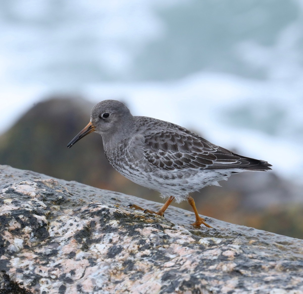 Purple Sandpiper - ML629571069