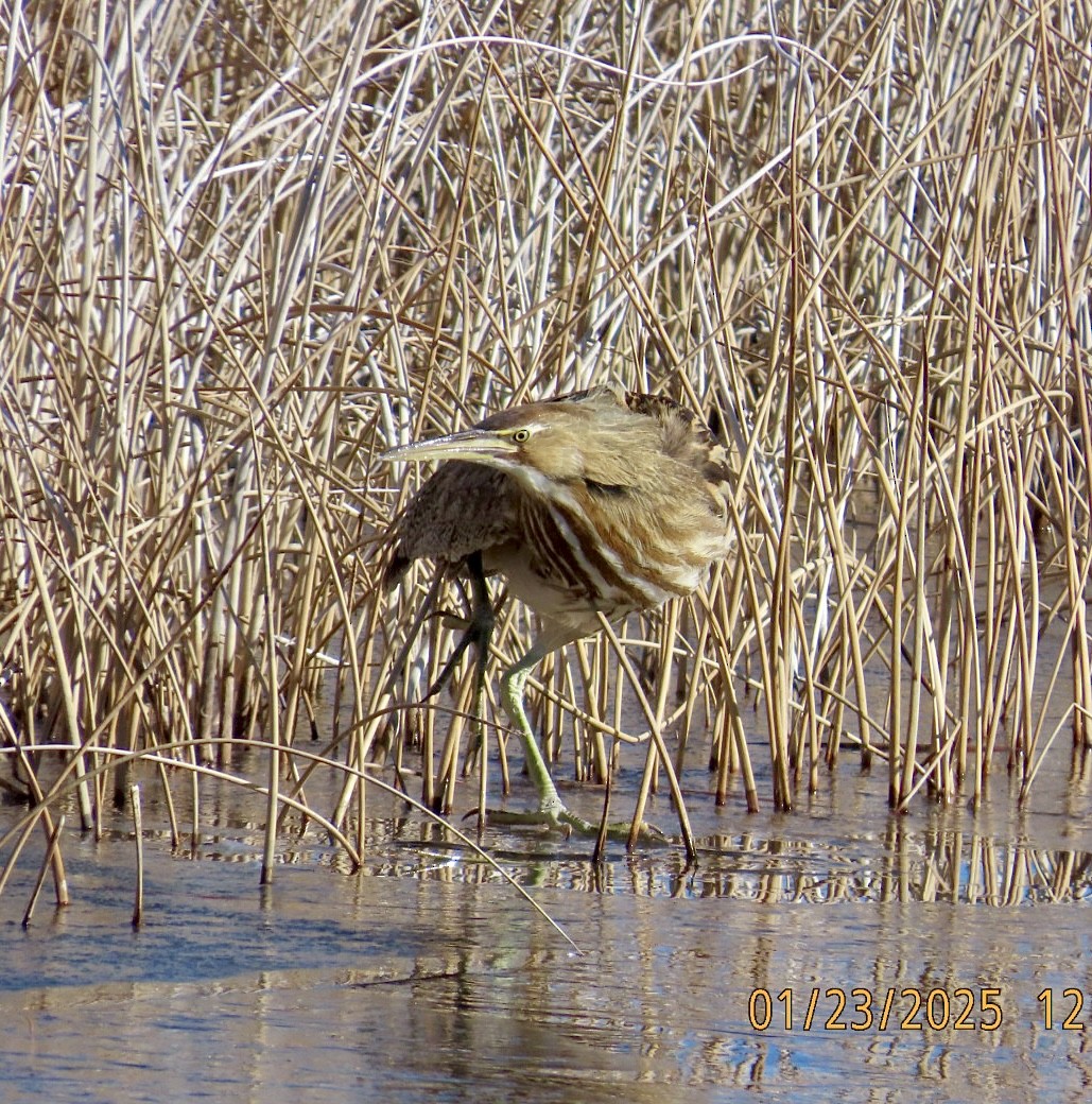 American Bittern - ML629571078