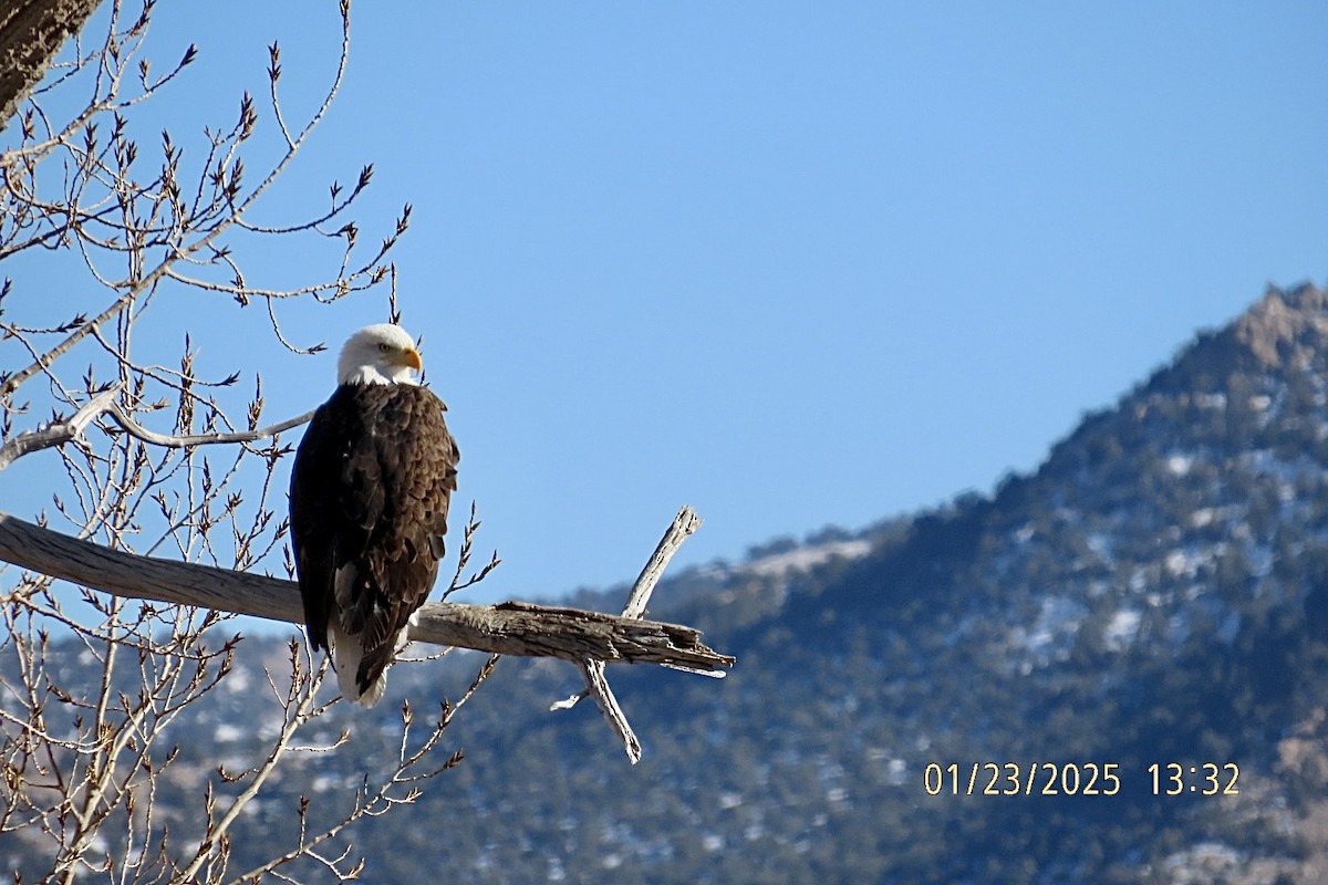 Bald Eagle - ML629571087