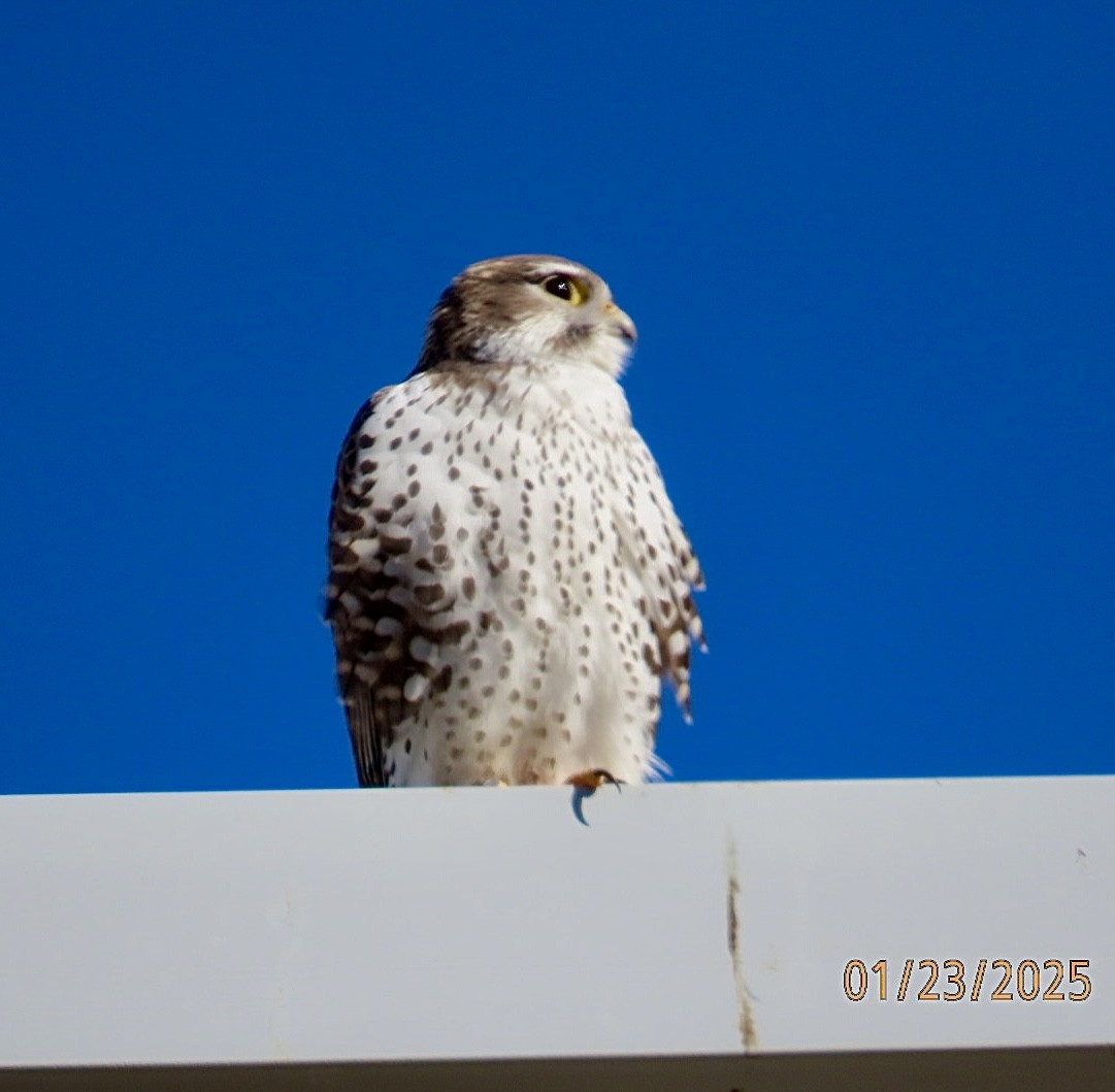 Prairie Falcon - ML629571096