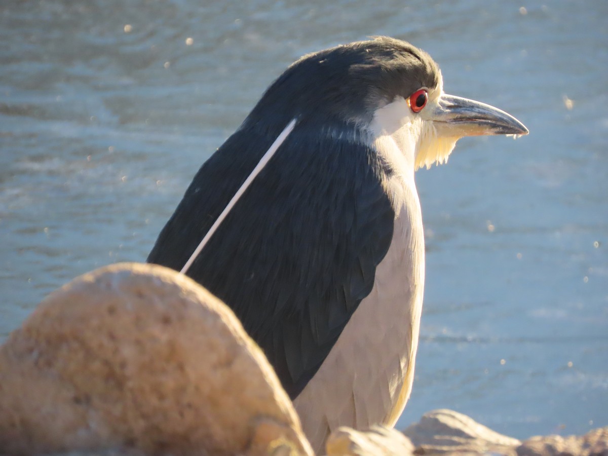 Black-crowned Night Heron - ML629571582