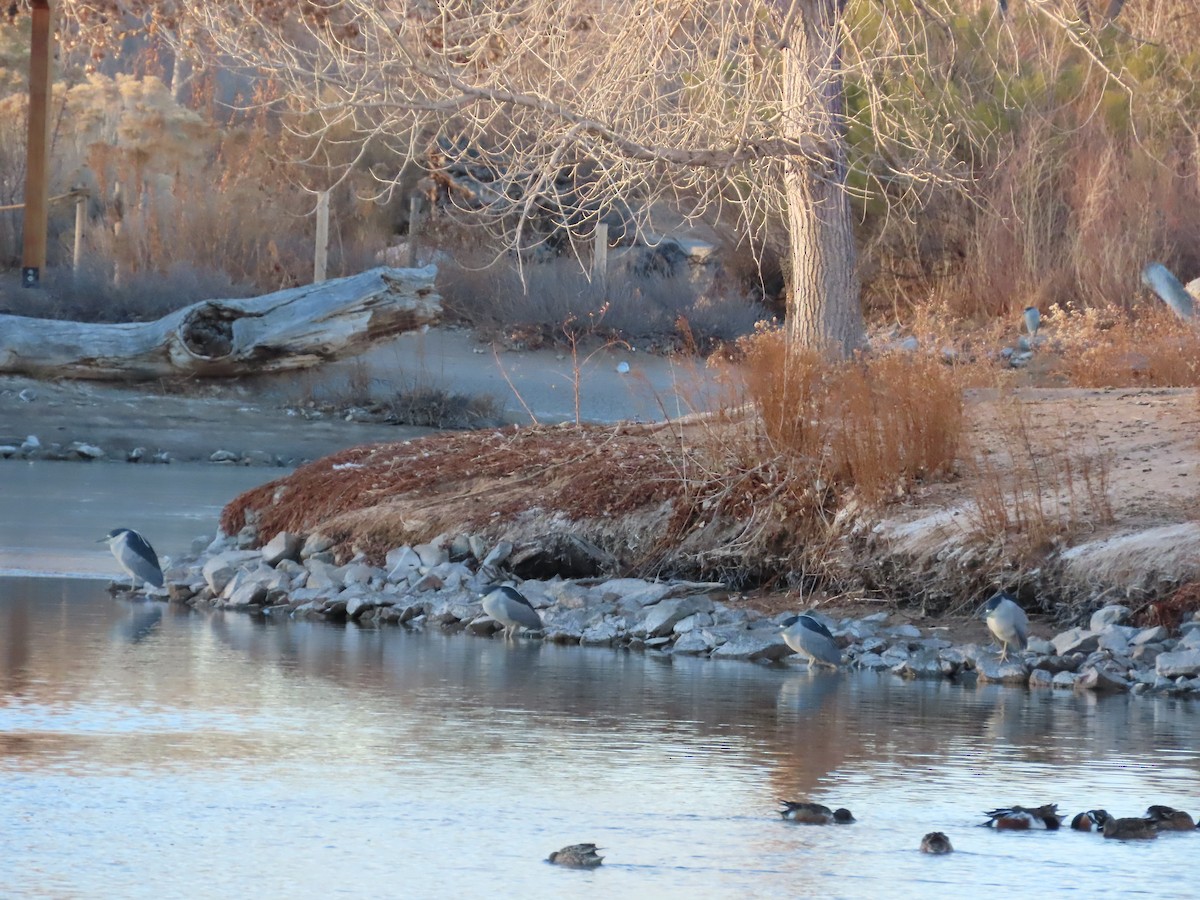 Black-crowned Night Heron - ML629571596